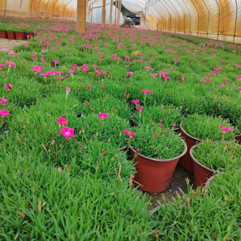 本苗圃长期供应精品草花欧石竹，量大从优，质优价廉
