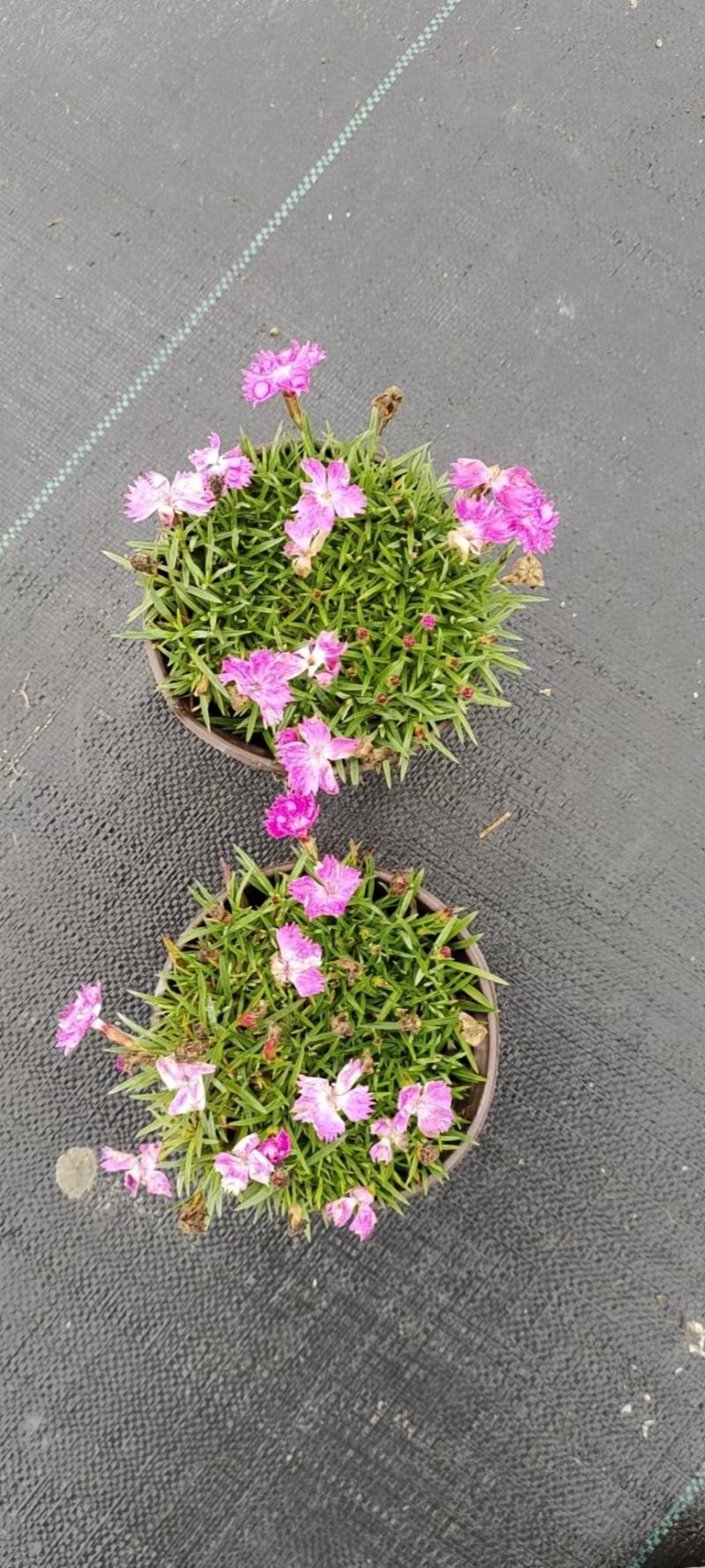 本苗圃长期供应精品草花欧石竹，量大从优，质优价廉