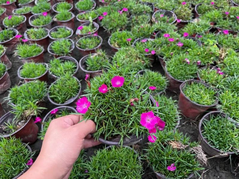 本苗圃长期供应精品草花欧石竹，量大从优，质优价廉