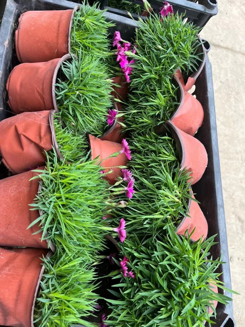本苗圃长期供应精品草花欧石竹，量大从优，质优价廉