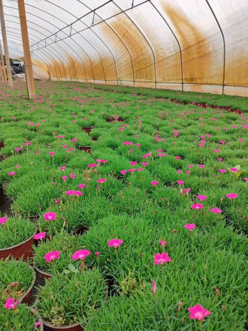 本苗圃长期供应精品草花欧石竹，量大从优，质优价廉