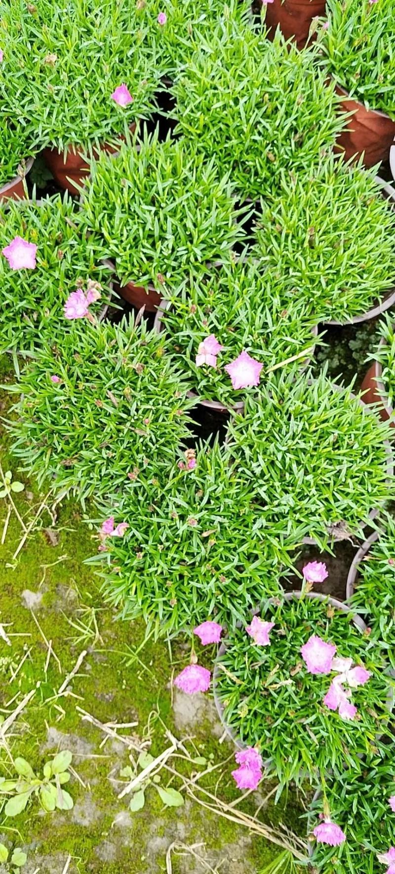 本苗圃长期供应精品草花欧石竹，量大从优，质优价廉