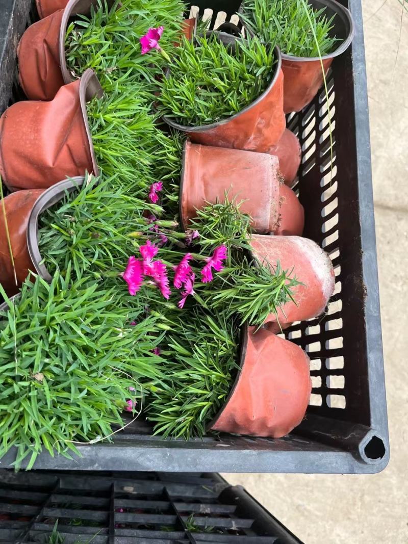 本苗圃长期供应精品草花欧石竹，量大从优，质优价廉