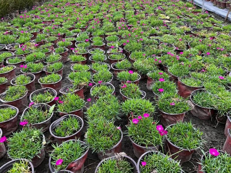 本苗圃长期供应精品草花欧石竹，量大从优，质优价廉