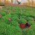 本苗圃长期供应精品草花欧石竹，量大从优，质优价廉