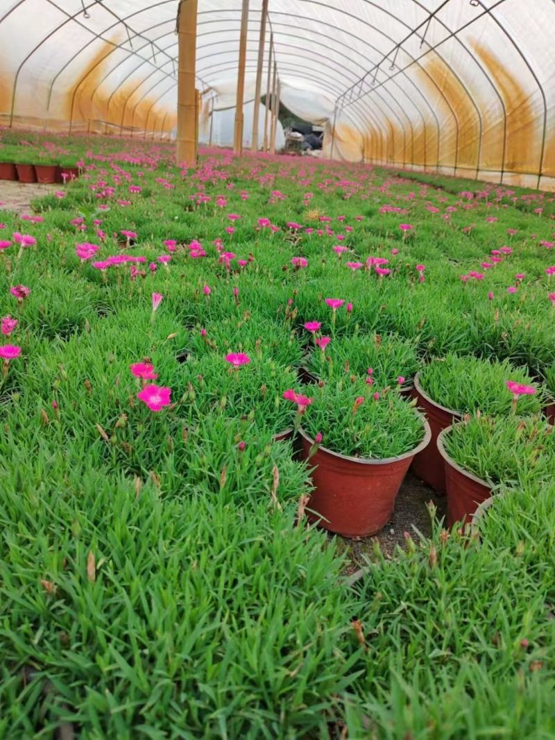 本苗圃长期供应精品草花欧石竹，量大从优，质优价廉