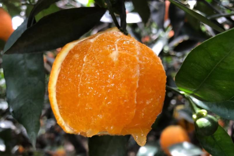 脐橙橙子品种多，货源充足，现摘现发，全国发货！随行就市！