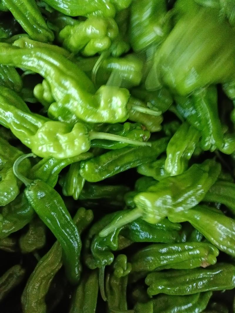 鲜辣椒，芜湖薄皮青椒大量上市