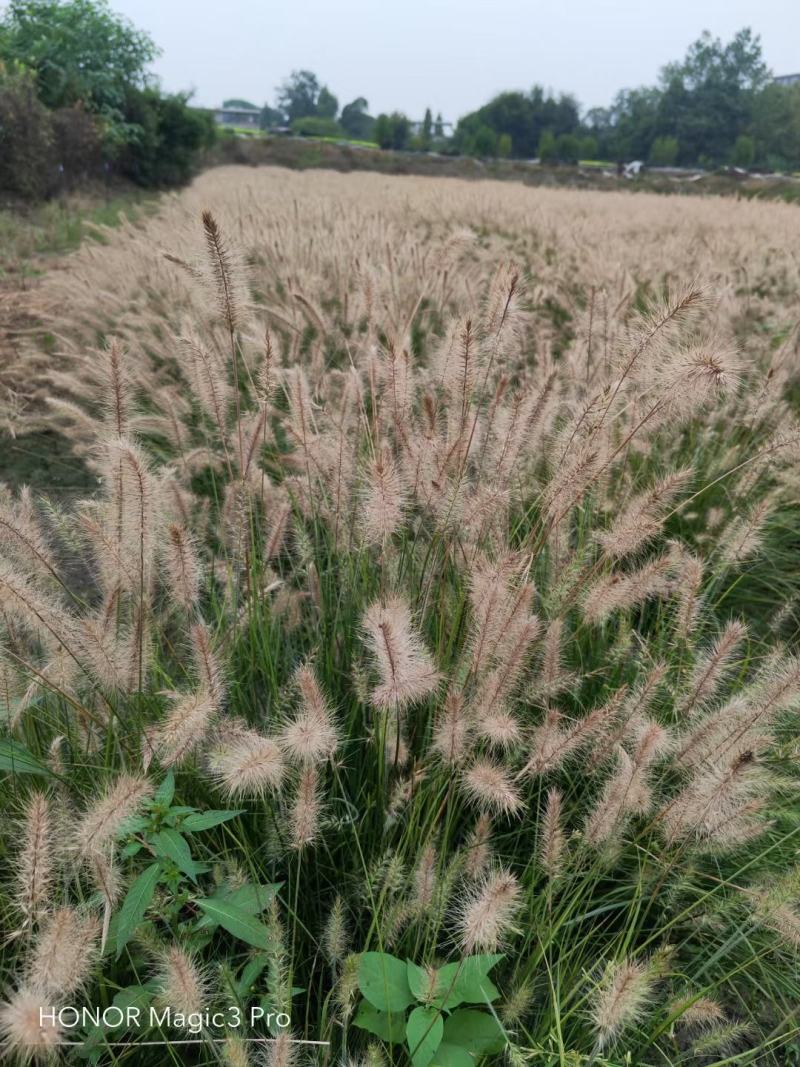 本苗圃长期供应精品草花小兔子狼尾草，量大从优，质优价廉