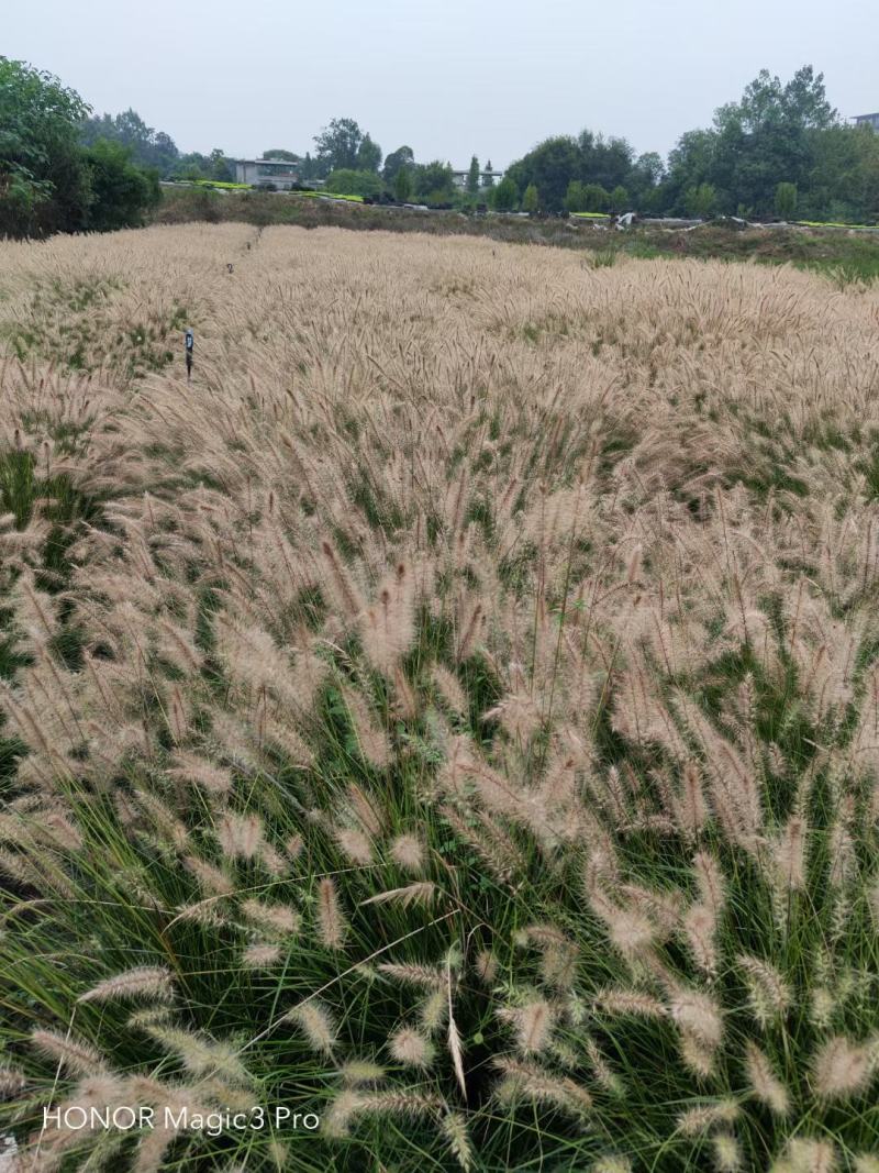 本苗圃长期供应精品草花小兔子狼尾草，量大从优，质优价廉