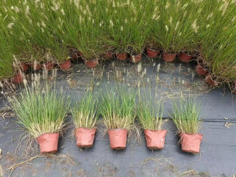 本苗圃长期供应精品草花小兔子狼尾草，量大从优，质优价廉