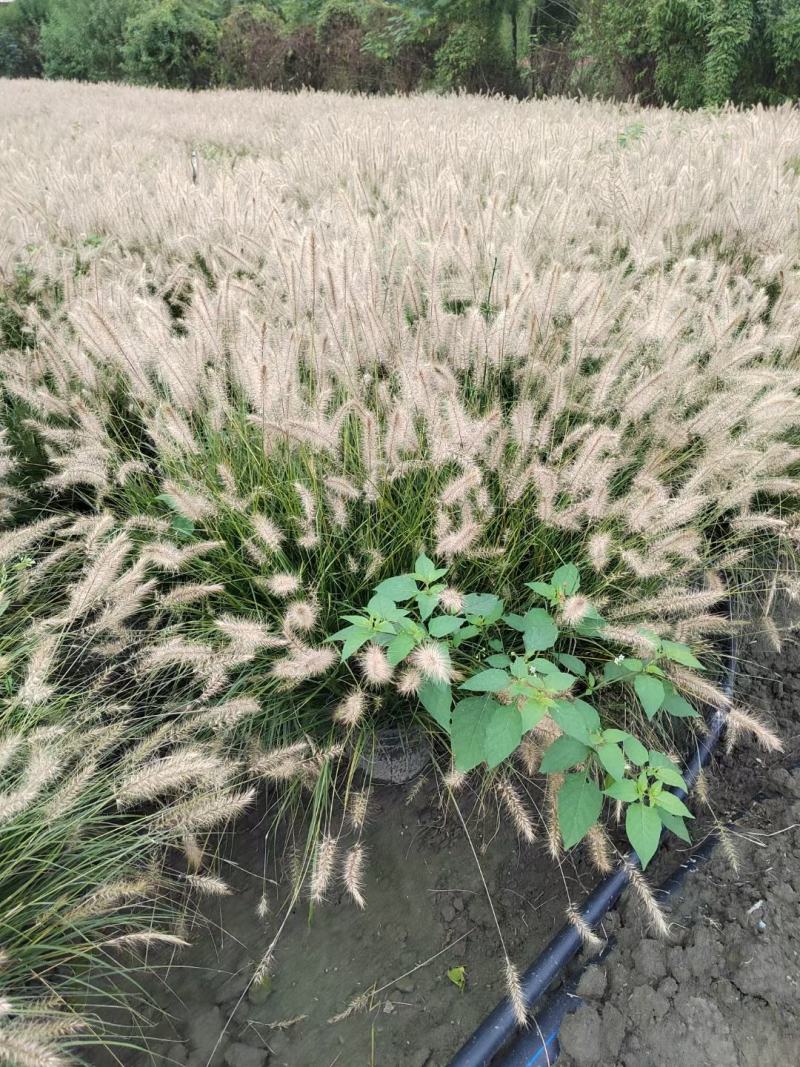 本苗圃长期供应精品草花小兔子狼尾草，量大从优，质优价廉