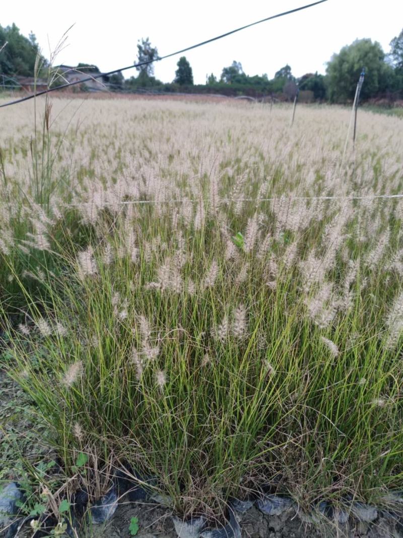 本苗圃长期供应精品草花小兔子狼尾草，量大从优，质优价廉