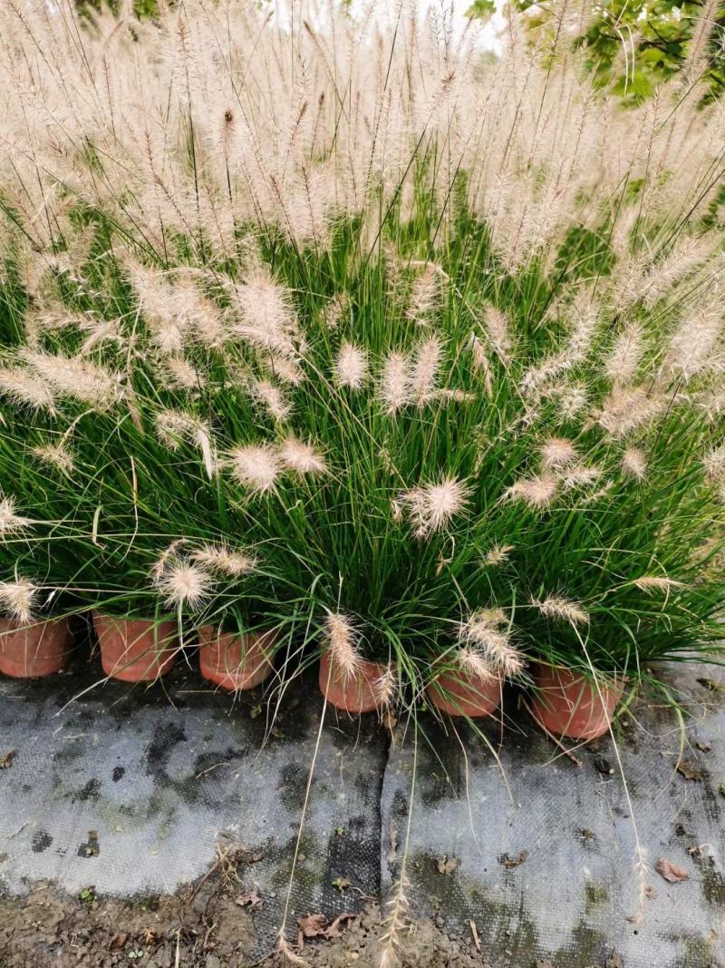 本苗圃长期供应精品草花小兔子狼尾草，量大从优，质优价廉