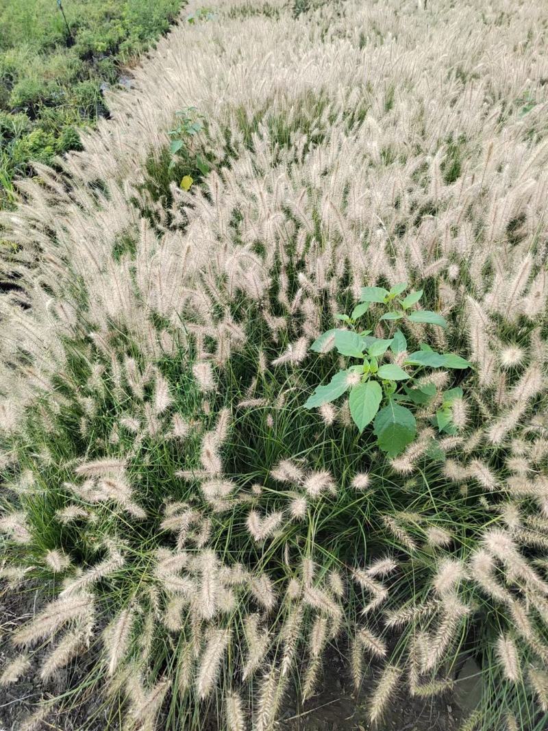 本苗圃长期供应精品草花小兔子狼尾草，量大从优，质优价廉