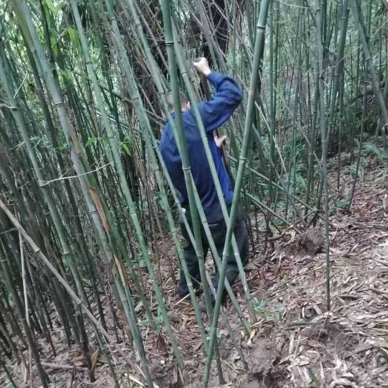 本苗圃长期供应精品竹子钢竹，量大从优，质优价廉