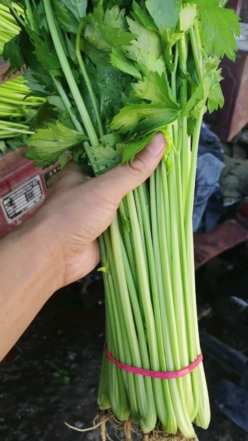 大量提供香芹毛芹水芹。常年代收