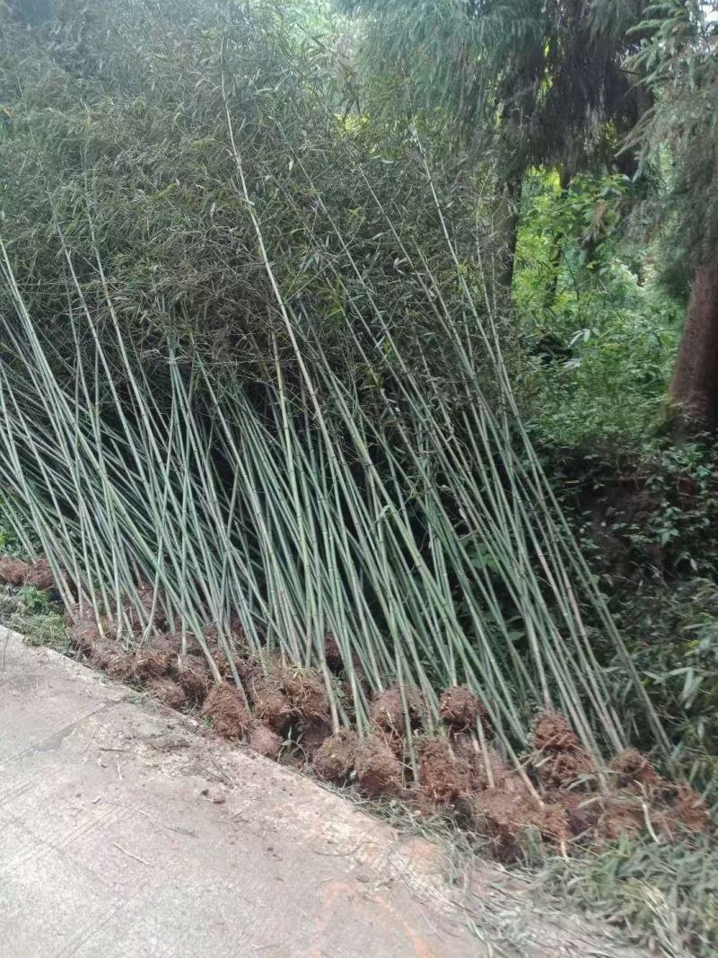 本苗圃长期供应精品竹子钢竹，量大从优，质优价廉