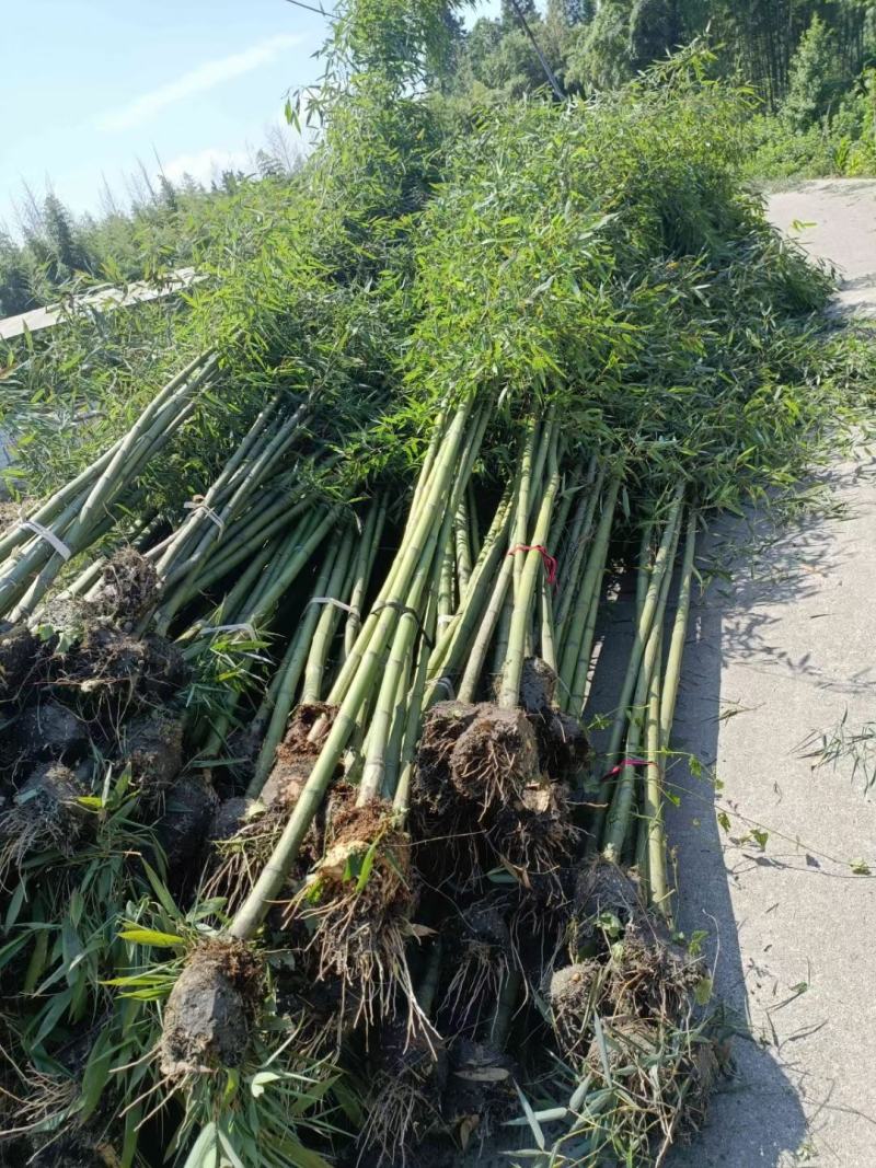 本苗圃长期供应精品竹子钢竹，量大从优，质优价廉