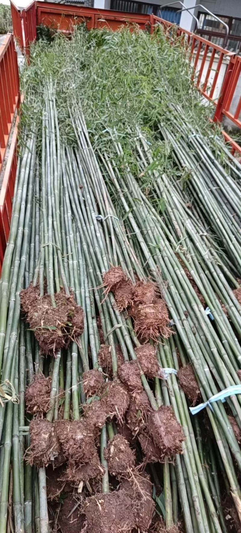 本苗圃长期供应精品竹子钢竹，量大从优，质优价廉