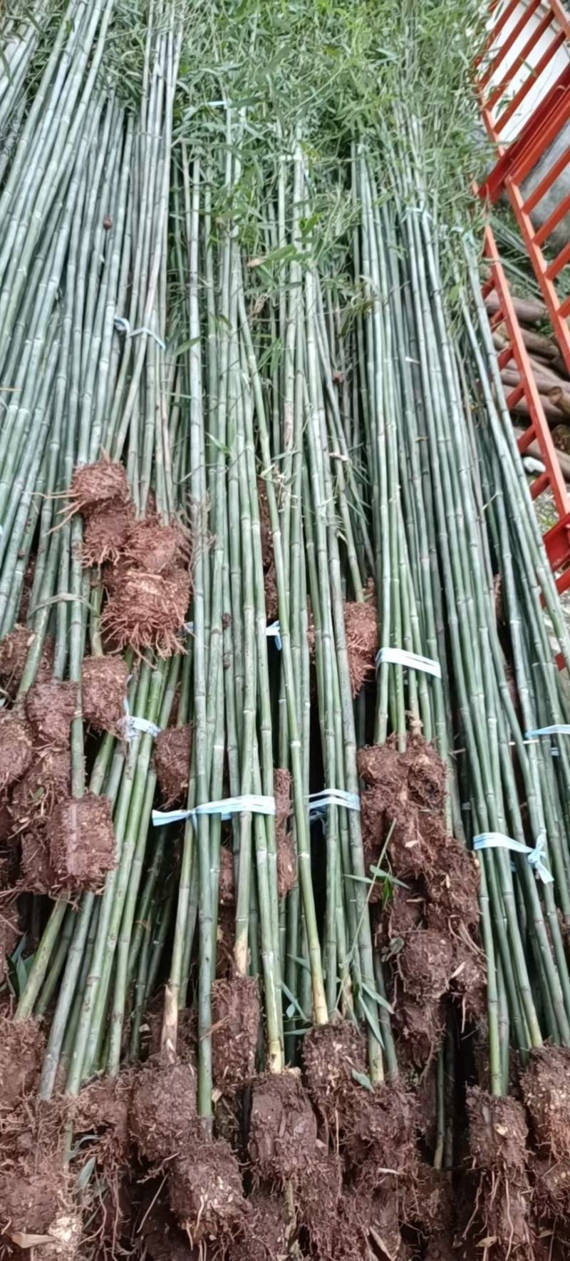 本苗圃长期供应精品竹子钢竹，量大从优，质优价廉