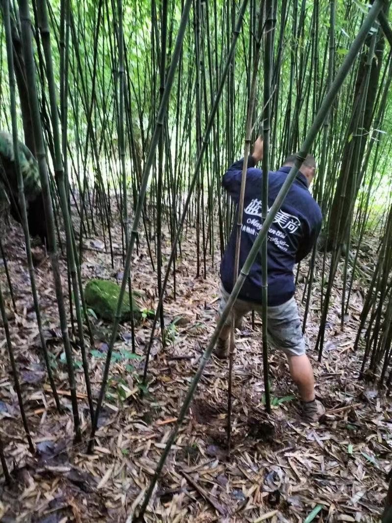 本苗圃长期供应精品竹子钢竹，量大从优，质优价廉