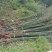 本苗圃长期供应精品竹子钢竹，量大从优，质优价廉