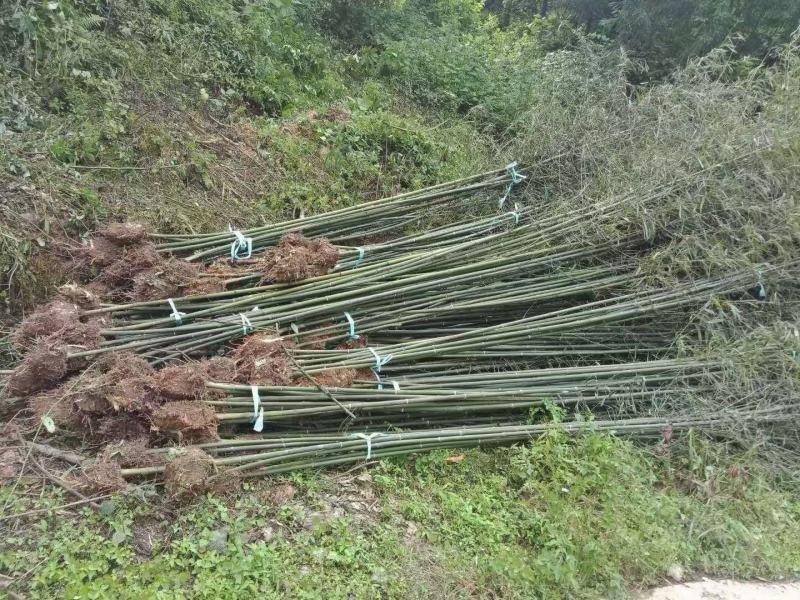 本苗圃长期供应精品竹子钢竹，量大从优，质优价廉