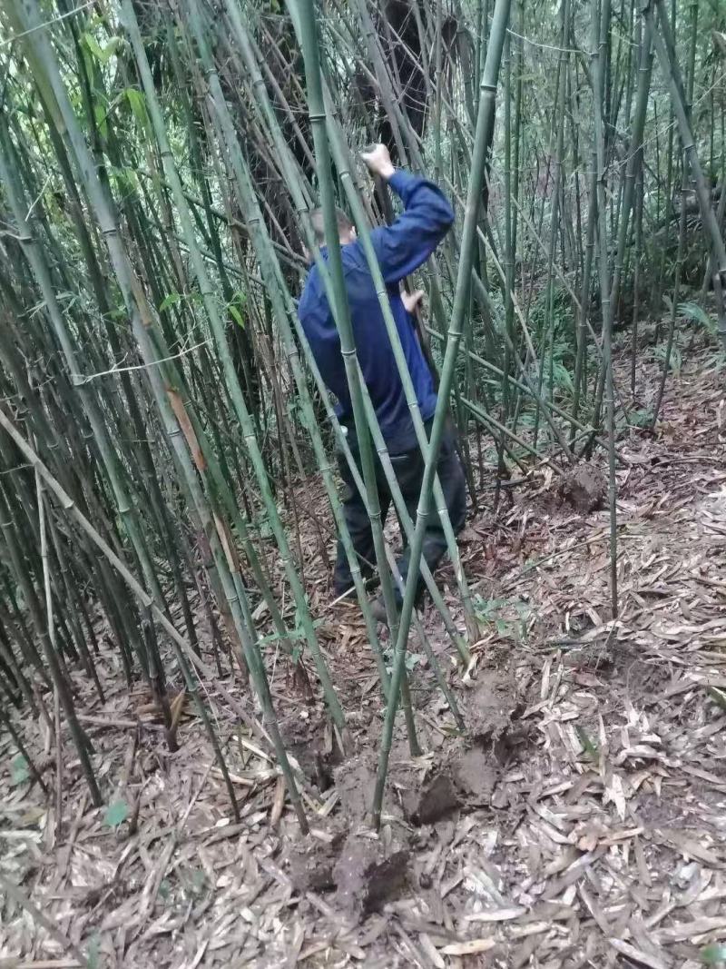 本苗圃长期供应精品竹子钢竹，量大从优，质优价廉