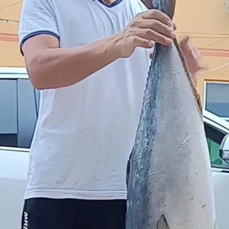 黄金大鲅鱼特大深海鲅鱼新鲜活冻海鲜批发