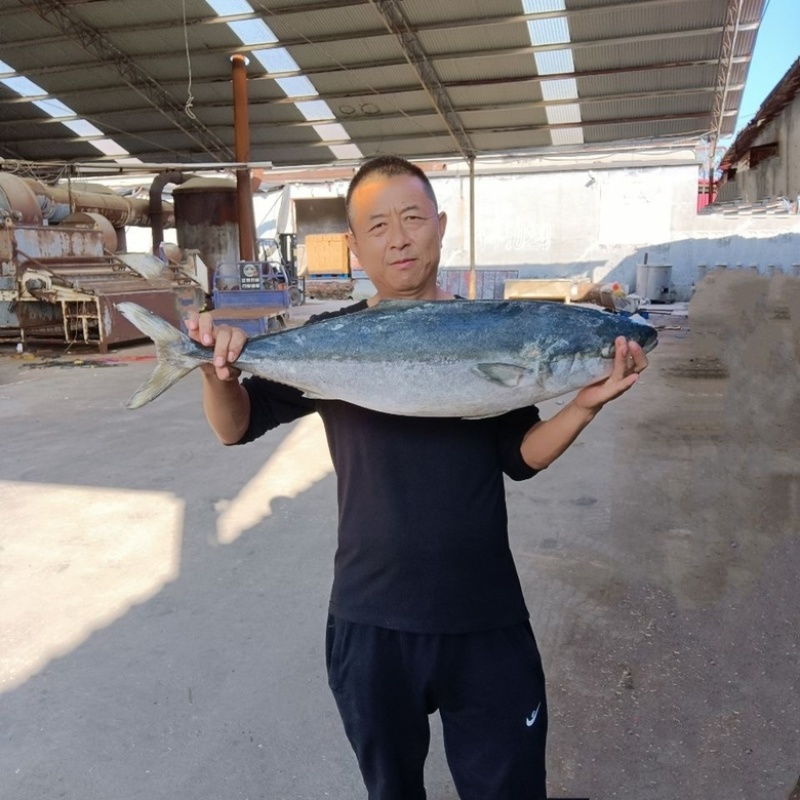 黄金大鲅鱼特大深海鲅鱼新鲜活冻海鲜批发