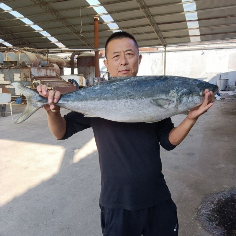 黄金大鲅鱼特大深海鲅鱼新鲜活冻海鲜批发