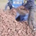 精品电商货青薯9号土豆青海高原精品土豆产地发货欢迎咨询