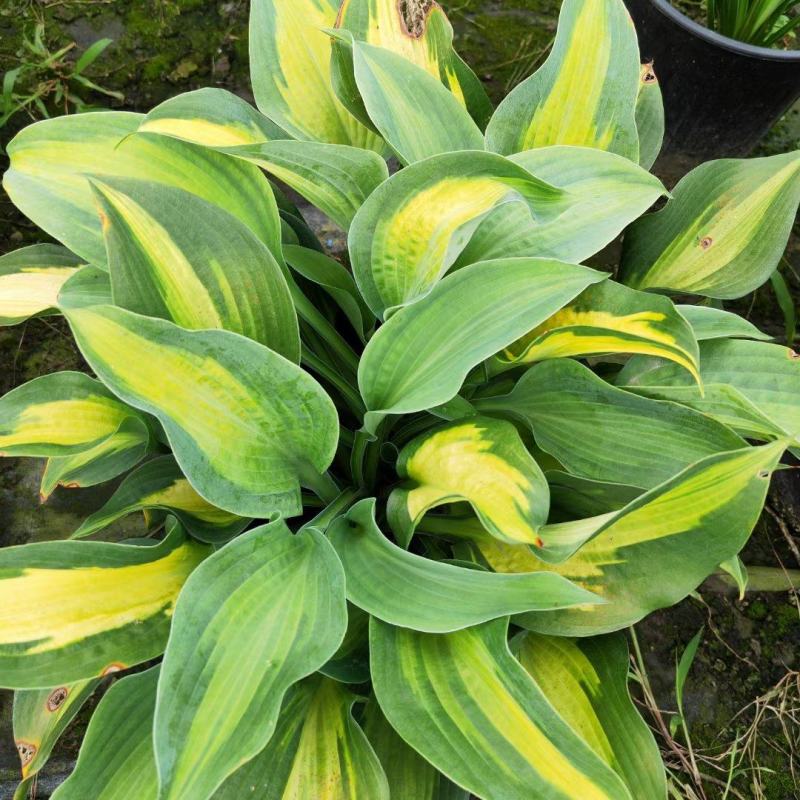本苗圃长期供应精品花镜植物玉簪，量大从优品种齐全