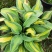 本苗圃长期供应精品花镜植物玉簪，量大从优品种齐全
