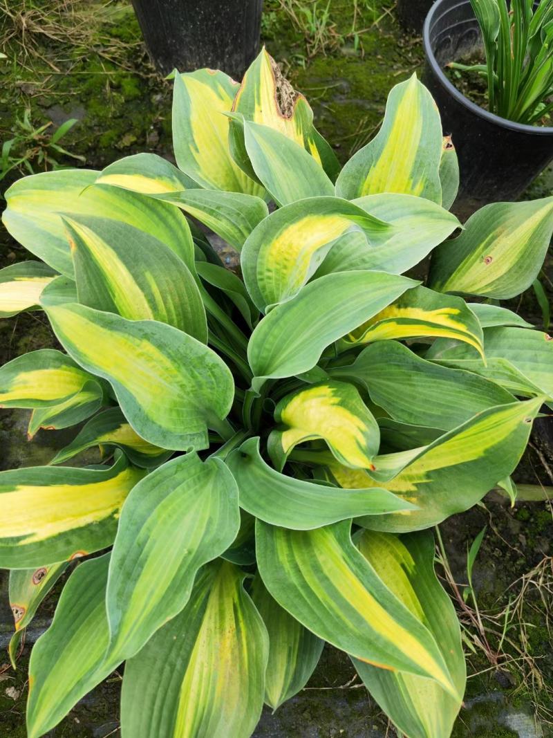 本苗圃长期供应精品花镜植物玉簪，量大从优品种齐全