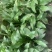 本苗圃长期供应精品花镜植物玉簪，量大从优品种齐全