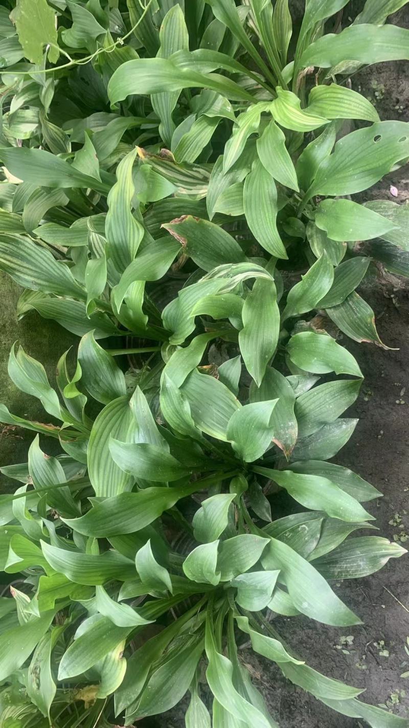 本苗圃长期供应精品花镜植物玉簪，量大从优品种齐全