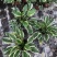 本苗圃长期供应精品花镜植物玉簪，量大从优品种齐全