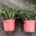 本苗圃长期供应精品花镜植物玉簪，量大从优品种齐全