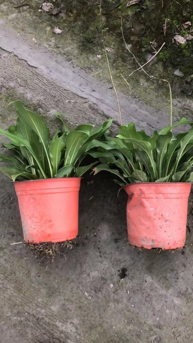 本苗圃长期供应精品花镜植物玉簪，量大从优品种齐全