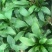 本苗圃长期供应精品花镜植物玉簪，量大从优品种齐全