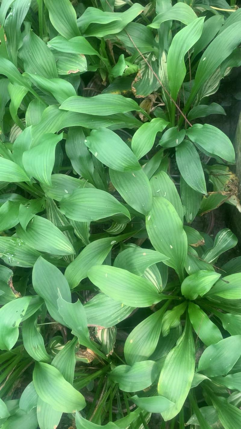 本苗圃长期供应精品花镜植物玉簪，量大从优品种齐全