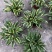 本苗圃长期供应精品花镜植物玉簪，量大从优品种齐全