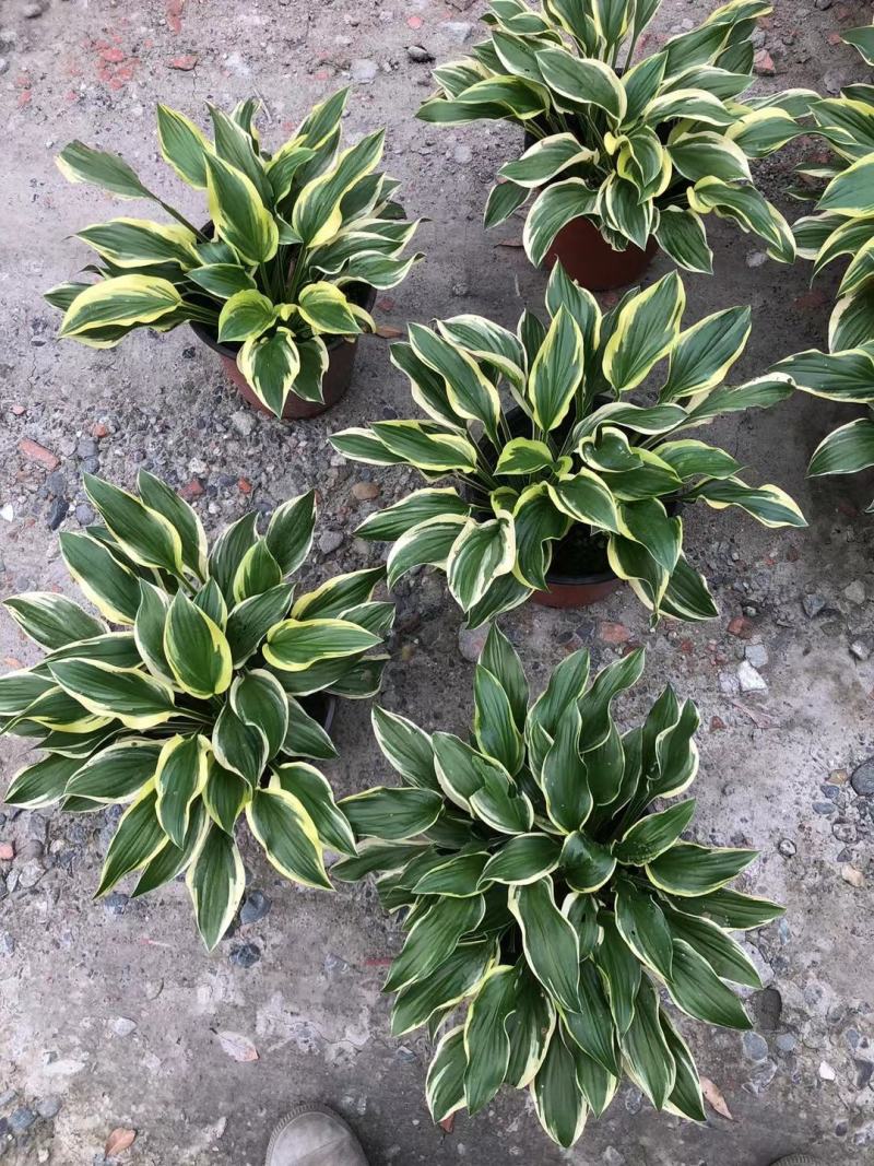 本苗圃长期供应精品花镜植物玉簪，量大从优品种齐全