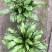 本苗圃长期供应精品花镜植物玉簪，量大从优品种齐全