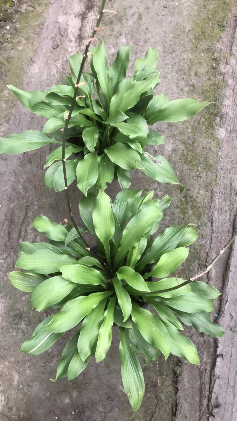 本苗圃长期供应精品花镜植物玉簪，量大从优品种齐全