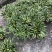 本苗圃长期供应精品花镜植物玉簪，量大从优品种齐全