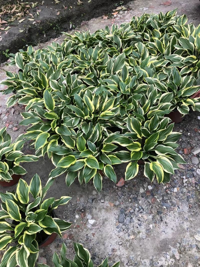 本苗圃长期供应精品花镜植物玉簪，量大从优品种齐全