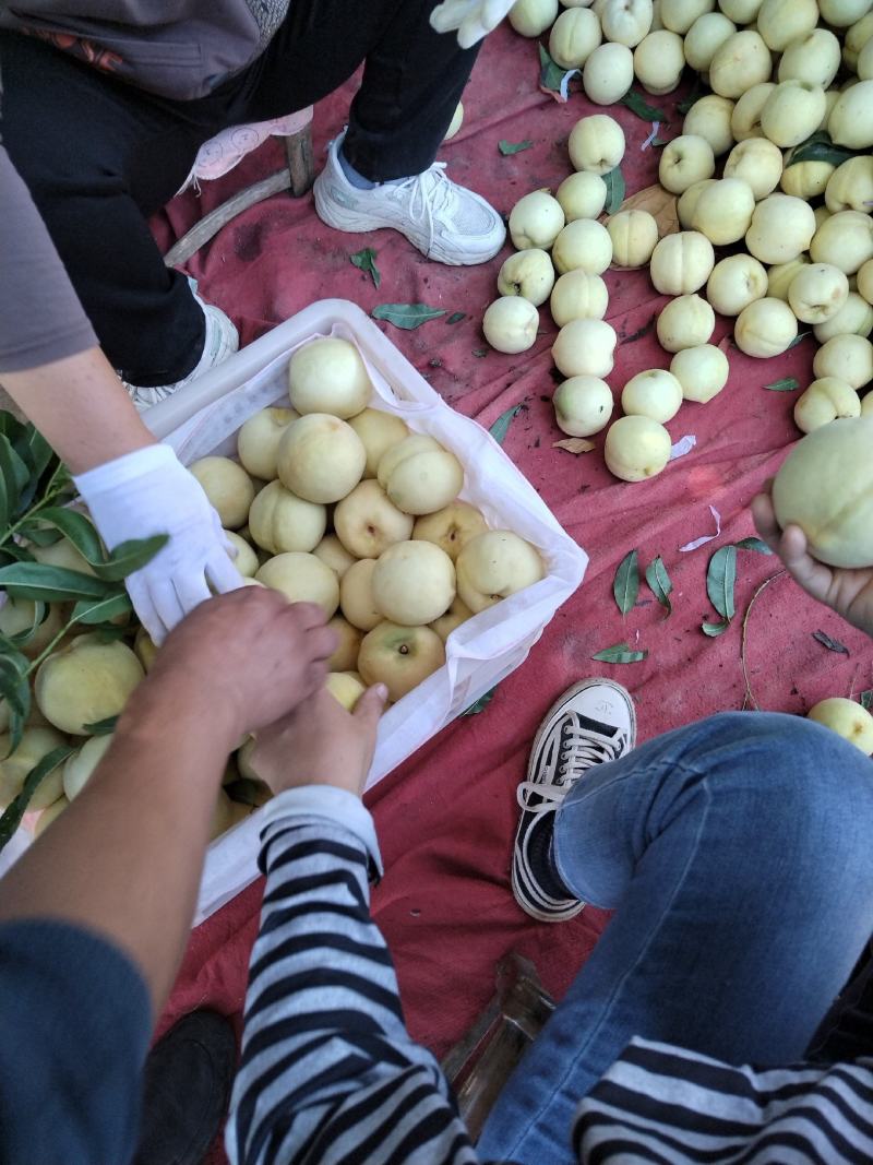冬桃映霜红持续上市中